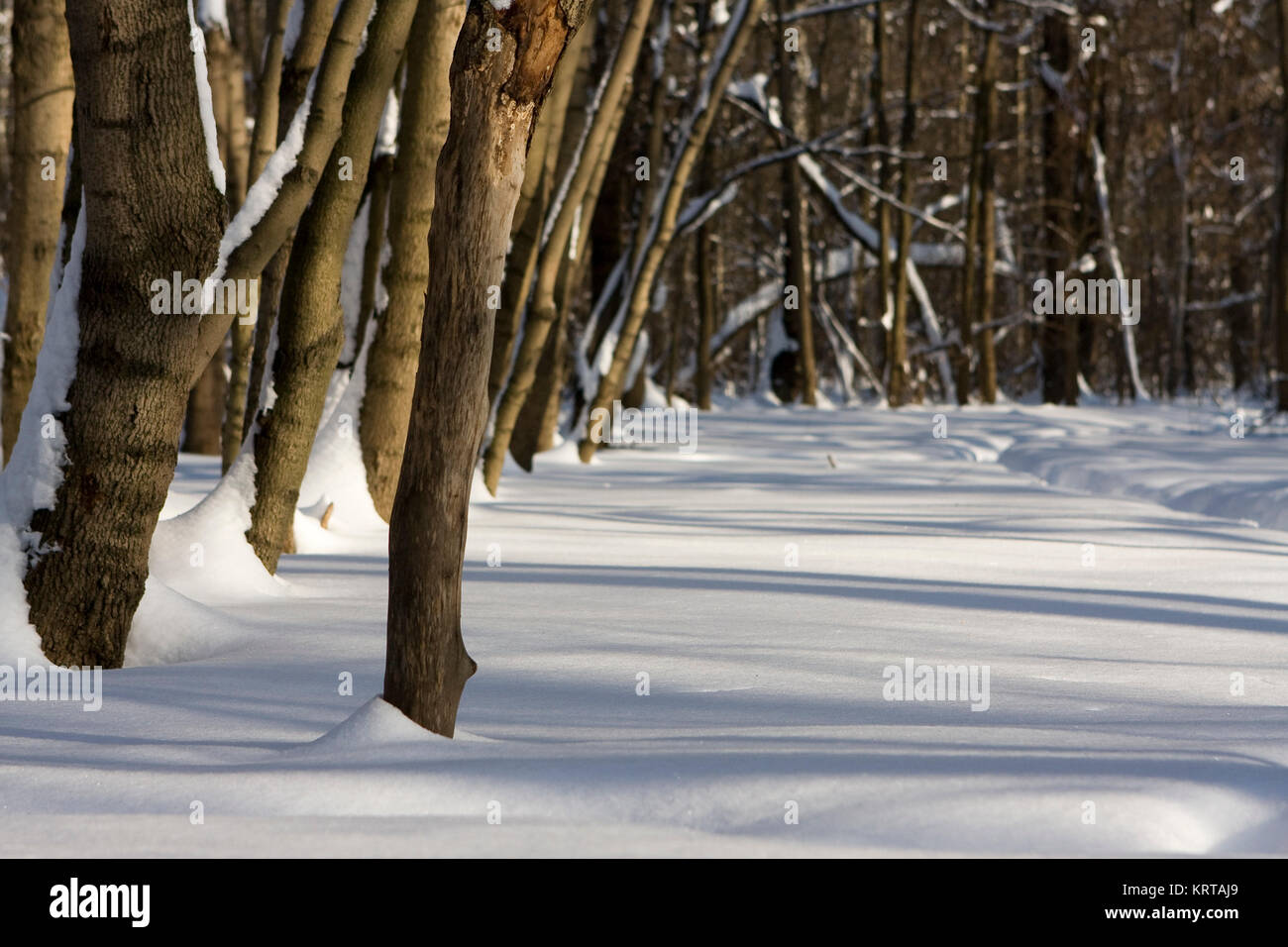 winter in forest 1 Stock Photo - Alamy