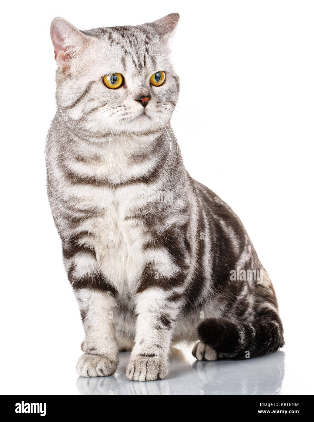 Silver scottish kitten Stock Photo - Alamy
