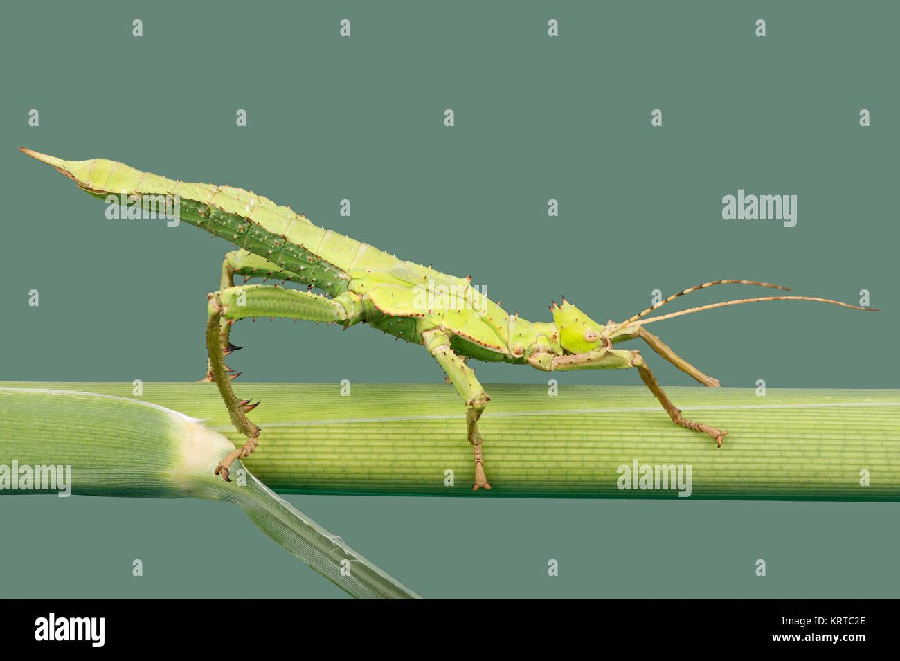 Jungle Nymph Stick Insect (Heteropteryx dilatata Stock Photo Alamy