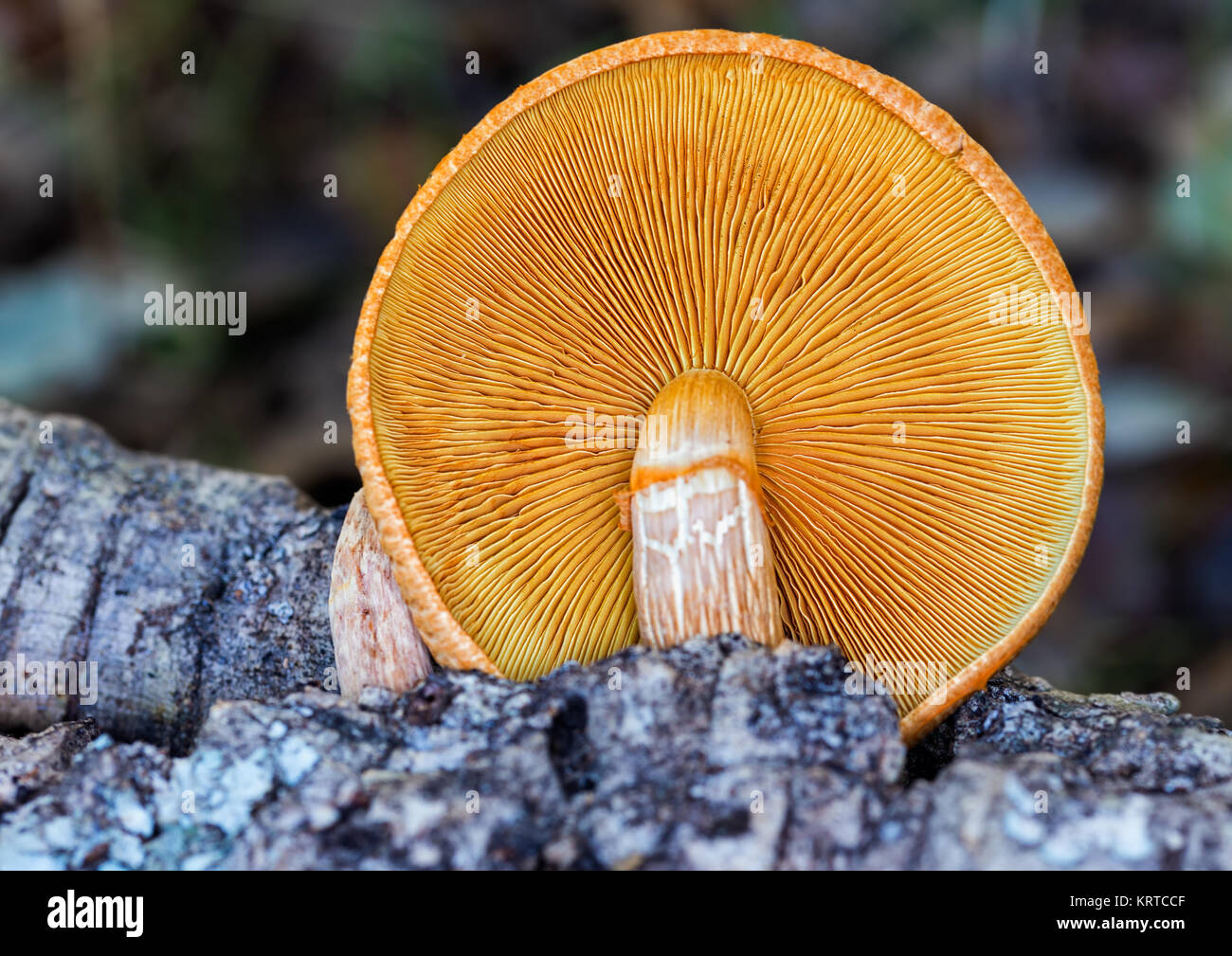 Detail of a mushroom growing on the old wood. Stock Photo