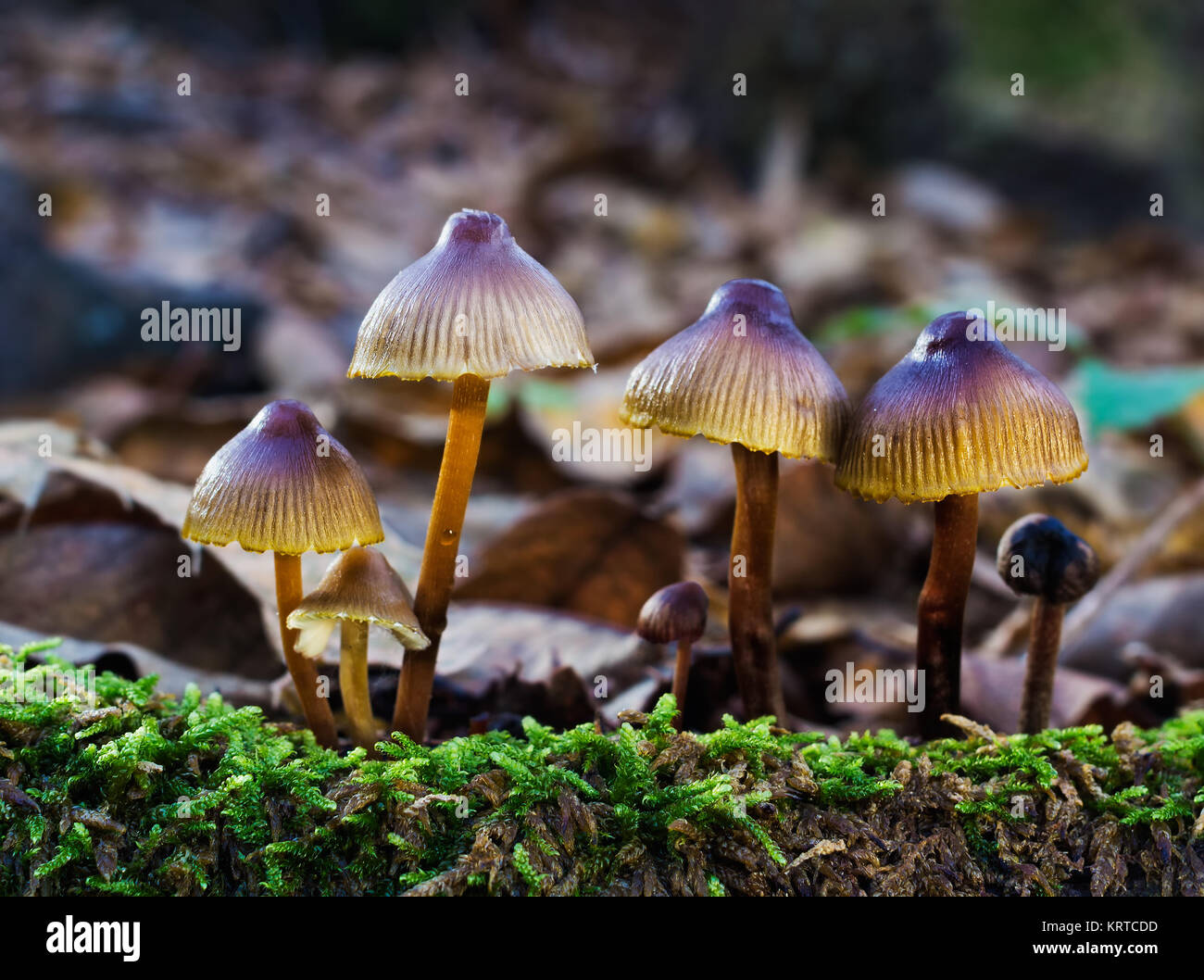 Small mushrooms photographed in a forest of chestnut trees. Stock Photo