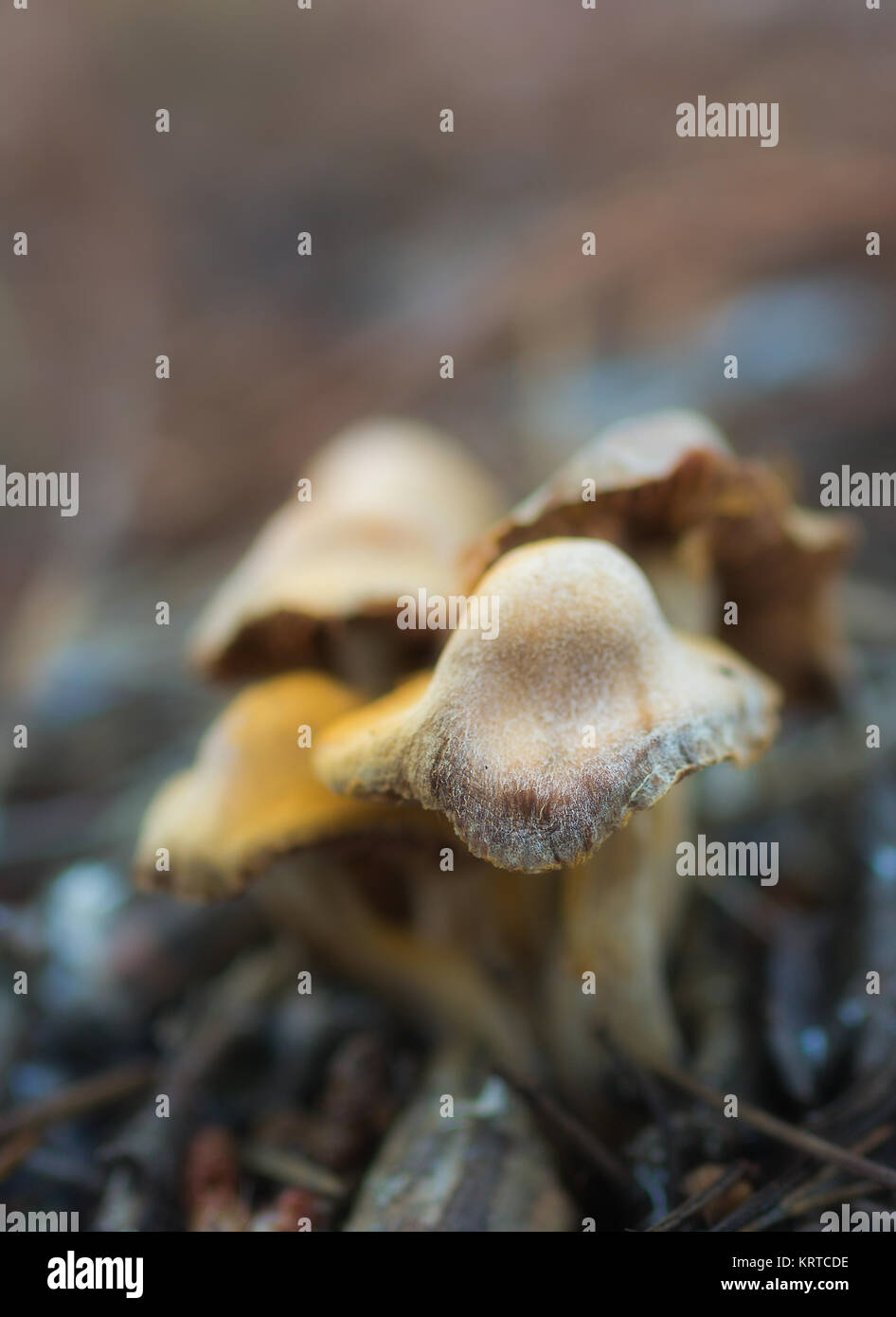 Mushrooms photographed in a pine forest. Stock Photo