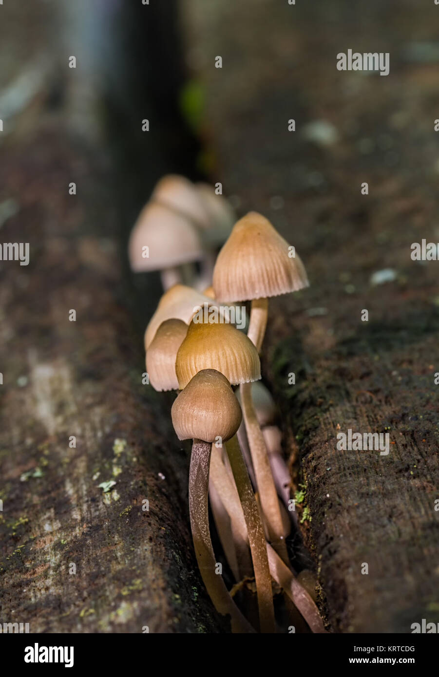 Mushrooms growing in an old brown trunk. Stock Photo
