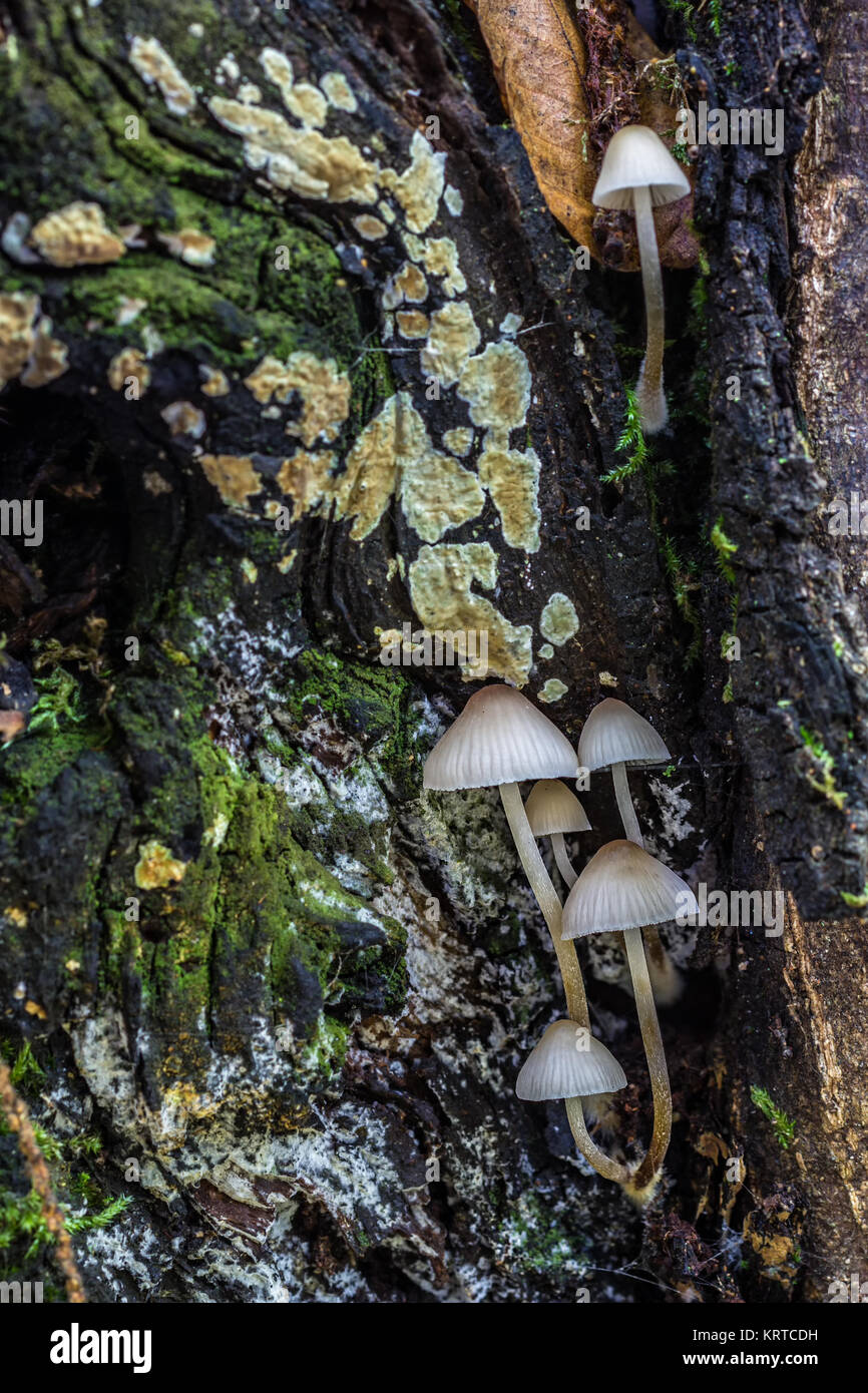 Small mushrooms growing in chestnut wood Stock Photo Alamy