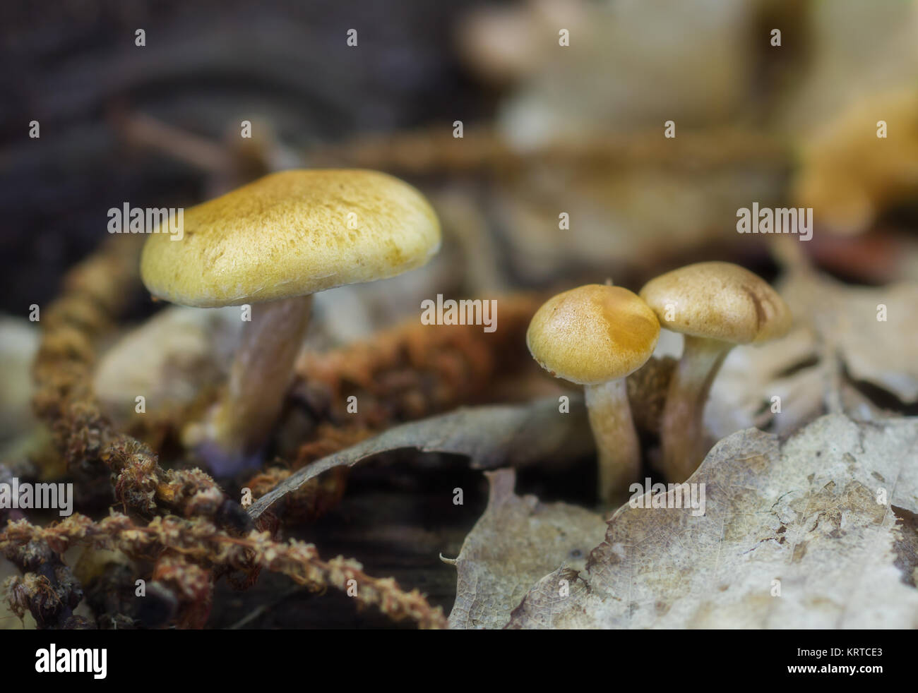 Mushrooms photographed on the floor of a forest of chestnut trees. Stock Photo