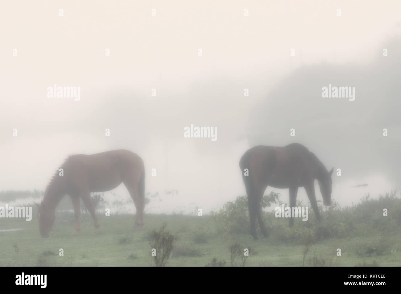 Two horses grazing a day of heavy fog. Stock Photo