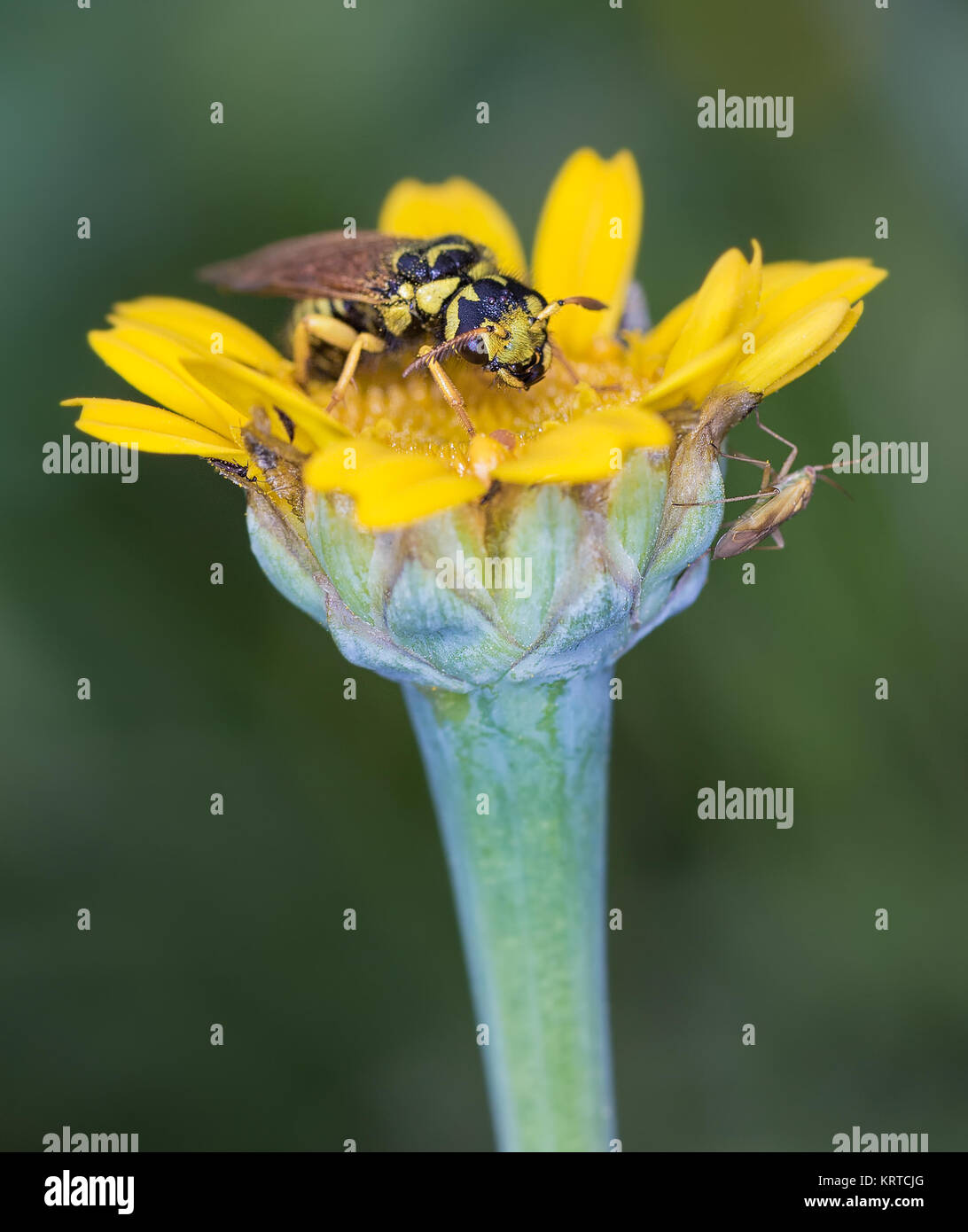Wasp and other small insects photographed in a wild flower. Stock Photo
