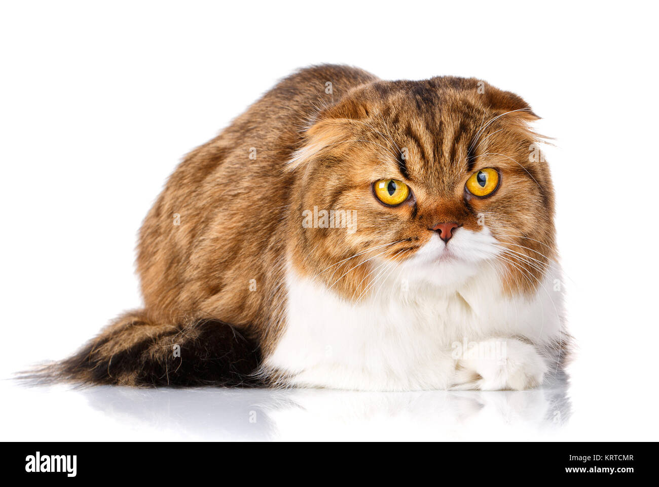 Scottish Fold cat lying on white background Stock Photo