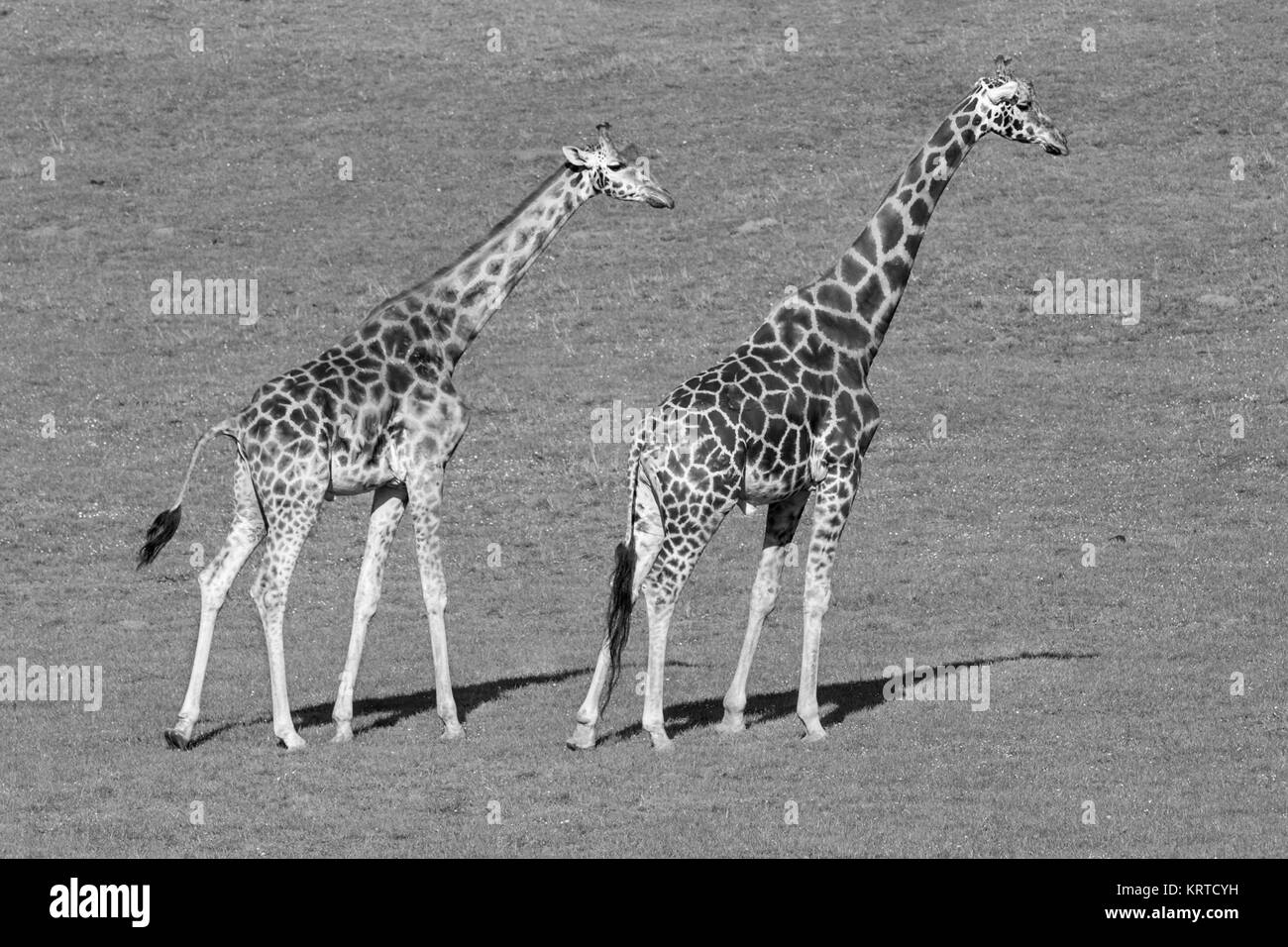 The giraffe (Giraffa) is a genus of African even-toed ungulate mammals, the tallest living terrestrial animals and the largest ruminants. Stock Photo