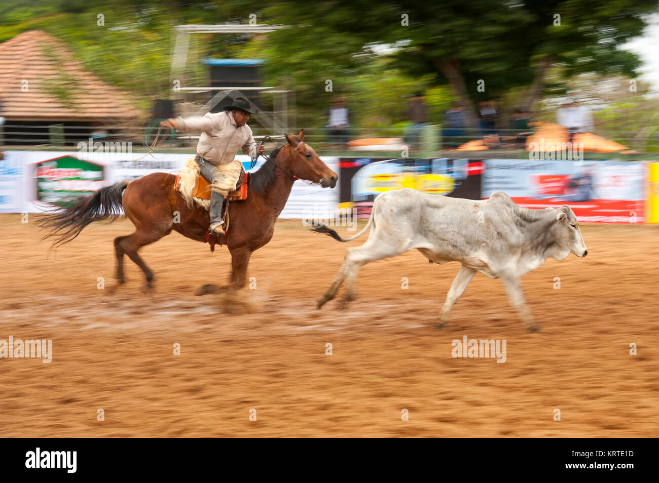Rodeo is a popular pastime in Mato Grosso do Sul, Bonito town, Brazil ...