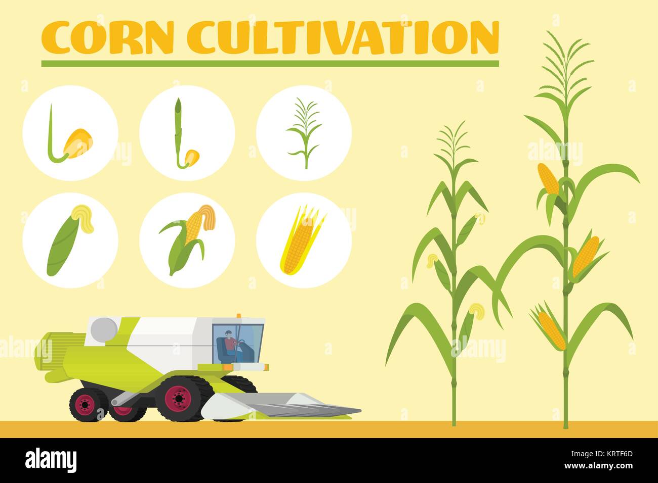 Infographics the growing corn. Growth stages from seed to adult plant. Combine for harvesting corn in the field. Vector illustration Stock Vector