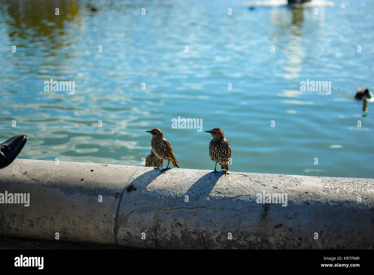 Three European Starlings lounge in the Grand Bassin Rond, the large round fountain in the Jardin des Tuilleries in Paris France Stock Photo