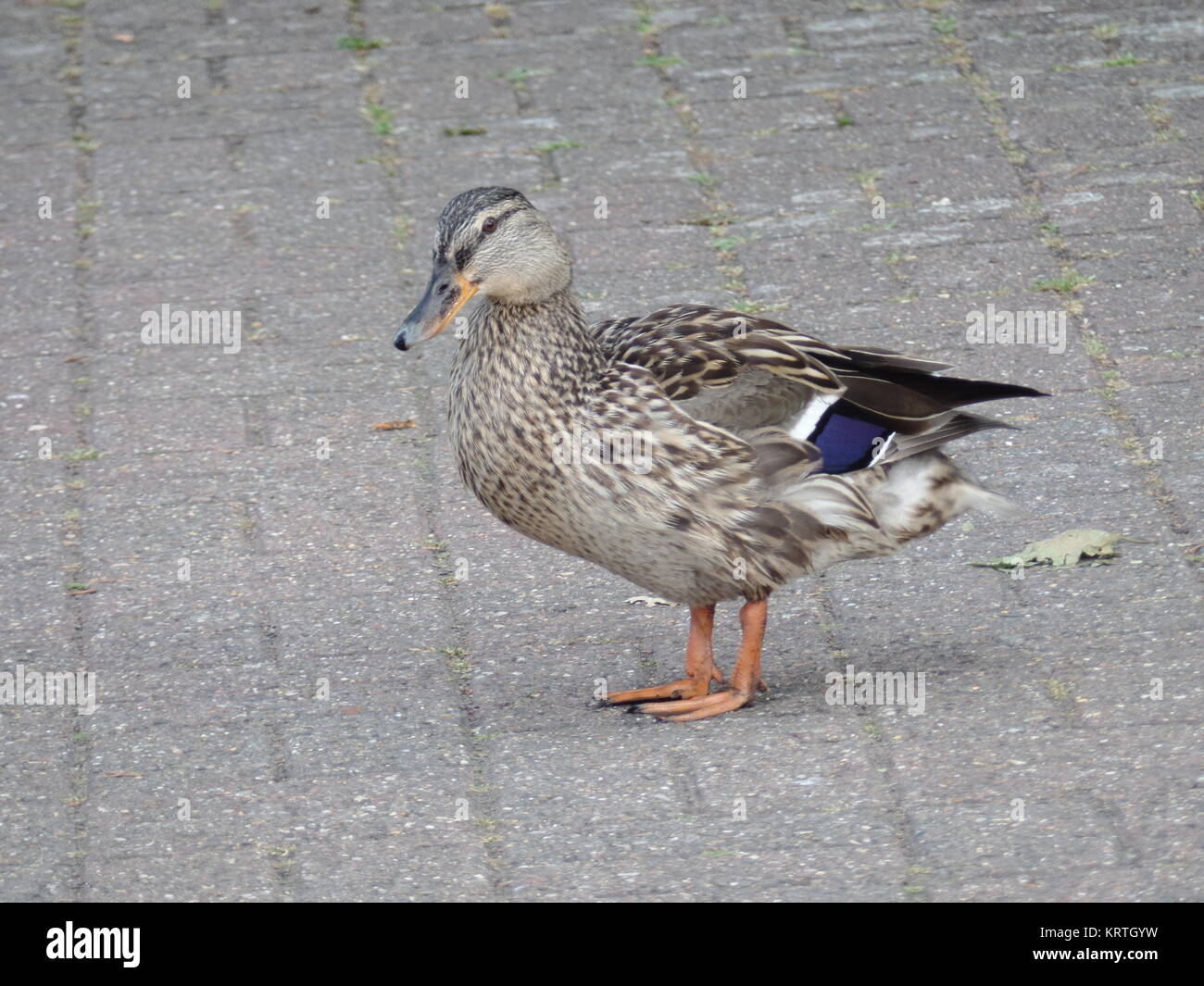 Duck on the street. Stock Photo