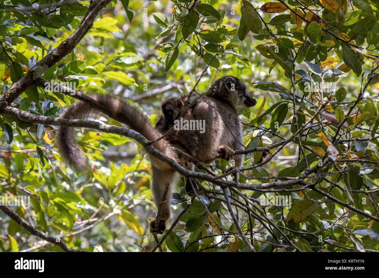 Common brown lemur with baby on back Stock Photo