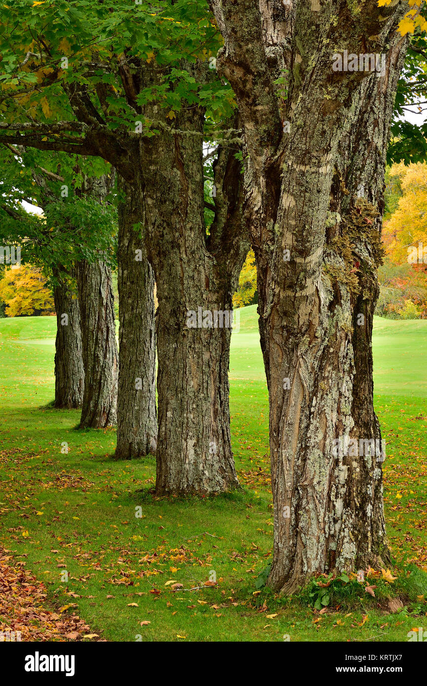 Canadian maple trees hi-res stock photography and images - Alamy