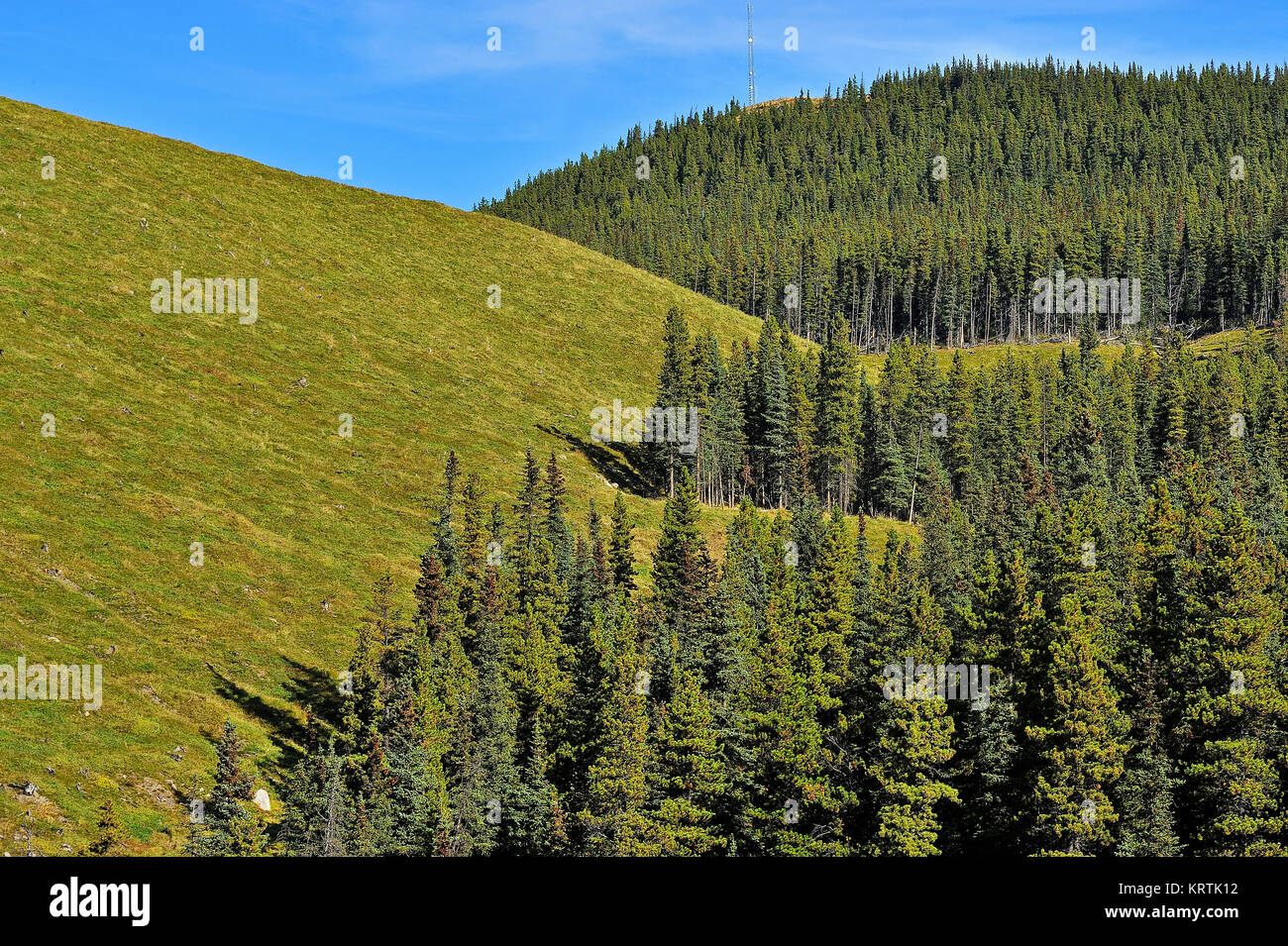 A mine reclaim area bordering on the untouched evergreen forest near Cadomin Alberta Canada. Stock Photo