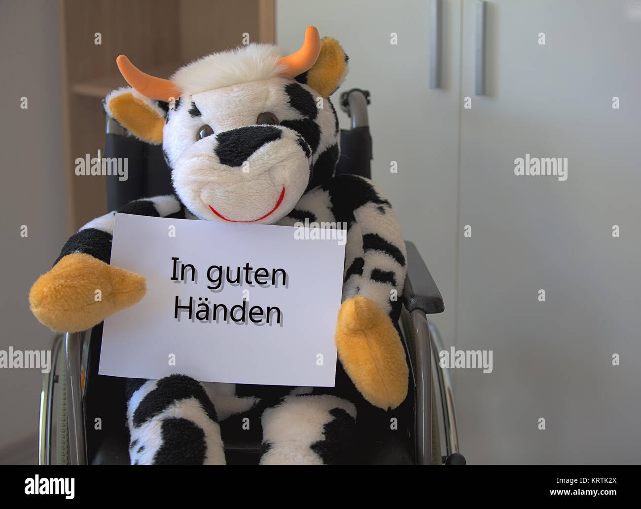 plush cow sitting in a wheelchair and holding a sign Stock Photo