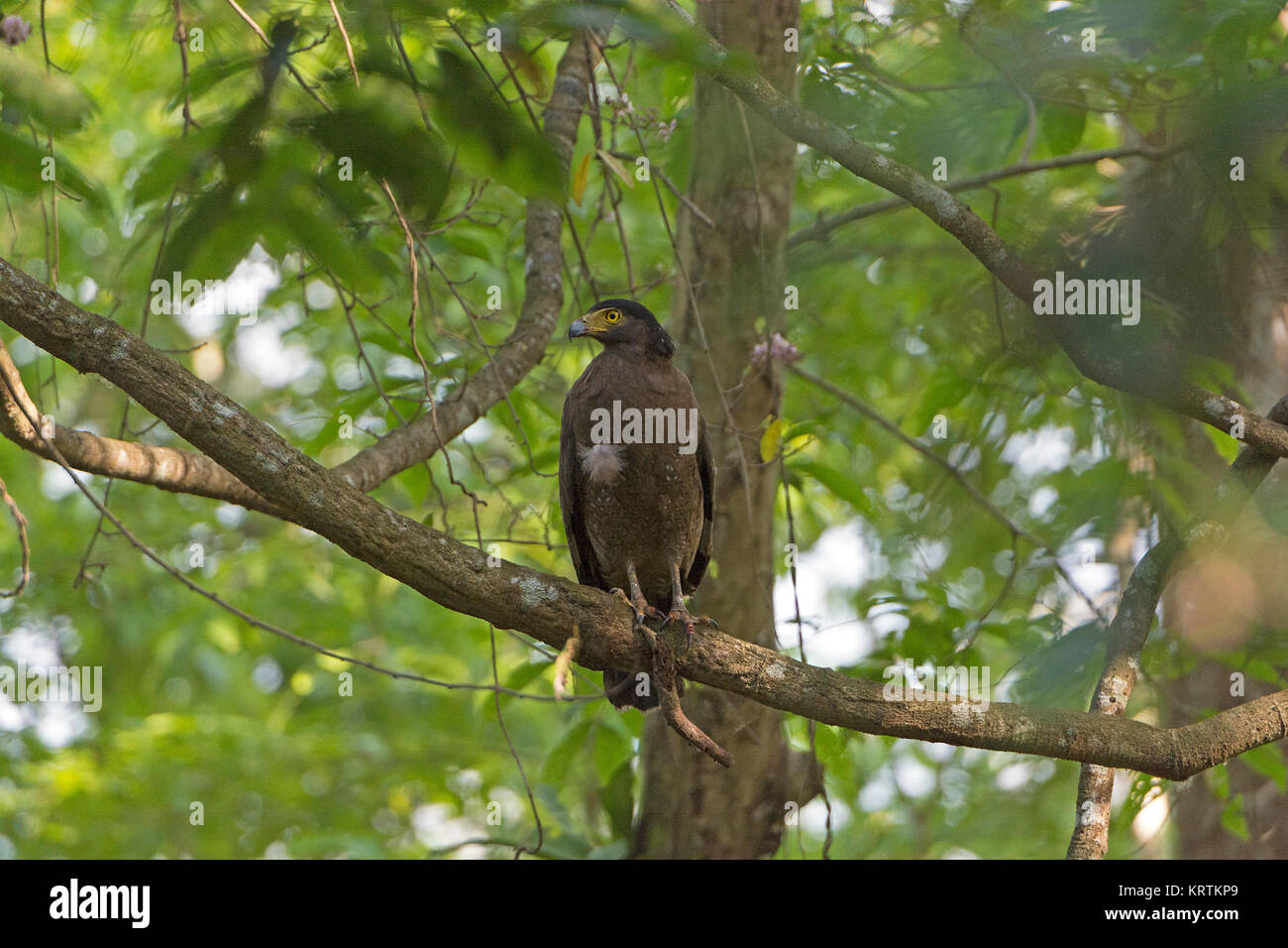 Serpent eagle habitat hi-res stock photography and images - Alamy
