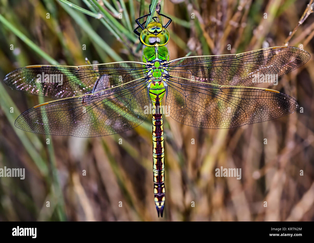 Green dragonfly photographed in their natural environment. Stock Photo