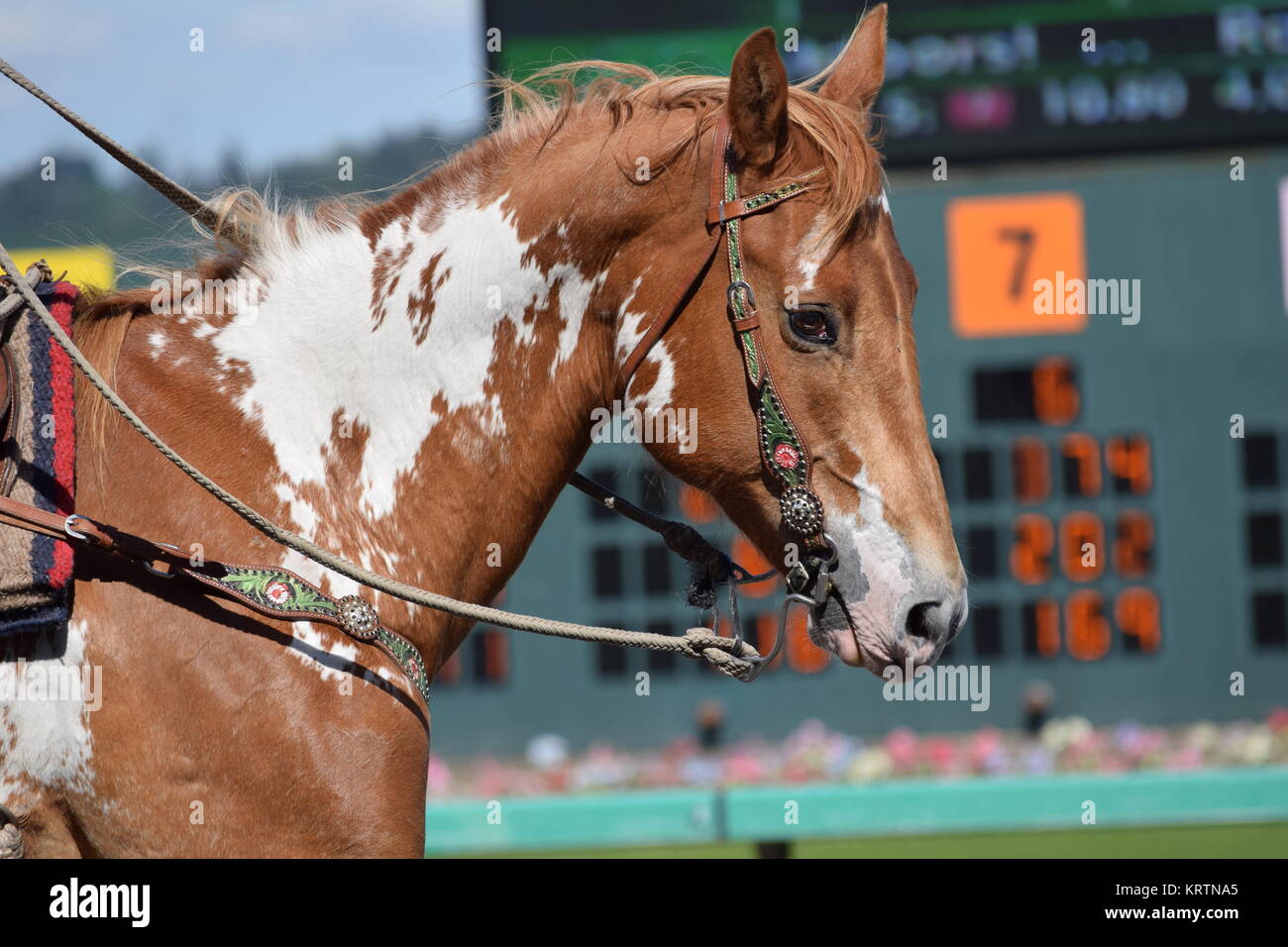 Beautiful brown and white paint horse Stock Photo Alamy