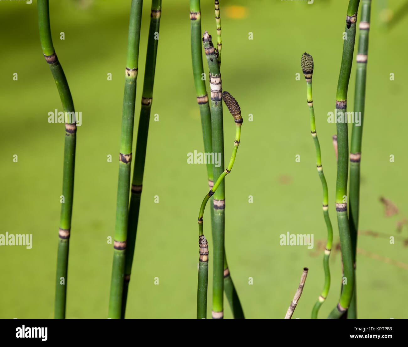 Equisetum hyemale stems against a background of green pond water Stock Photo