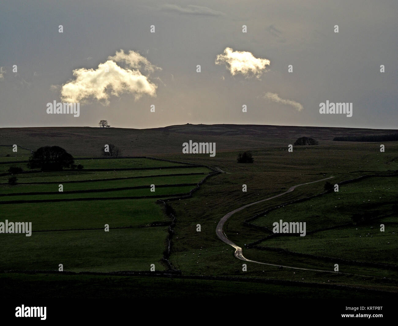 view from Bankhead Moor over farmland margin with Crosby Ravensworth Fell, Slack Randy and the Coronation Tree on skyline in Cumbria, England, UK Stock Photo