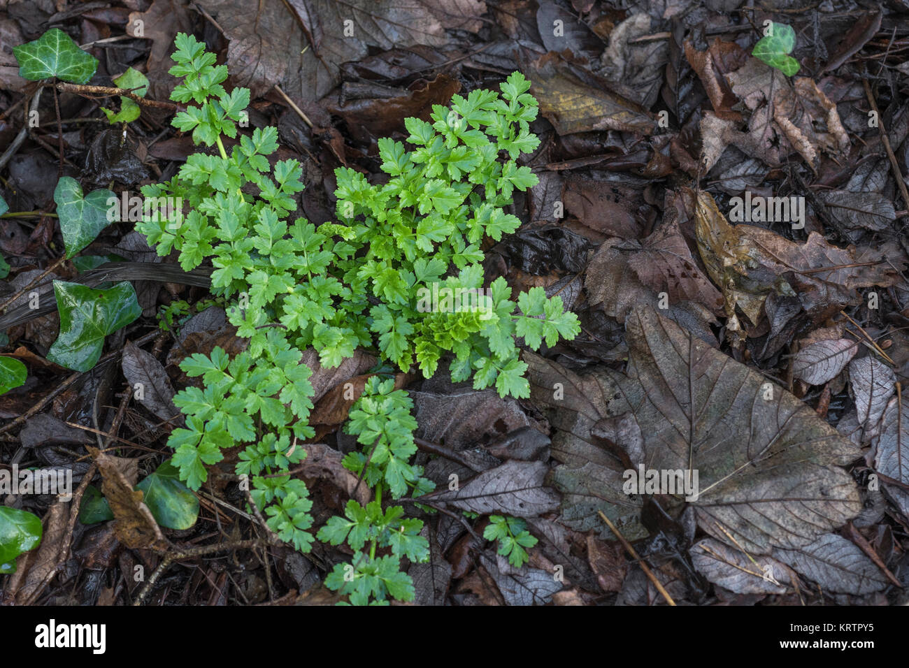 New growth of the highly poisonous Hemlock Water-Dropwort / Oenanthe crocata. One of UK's most poisonous plants. Stock Photo