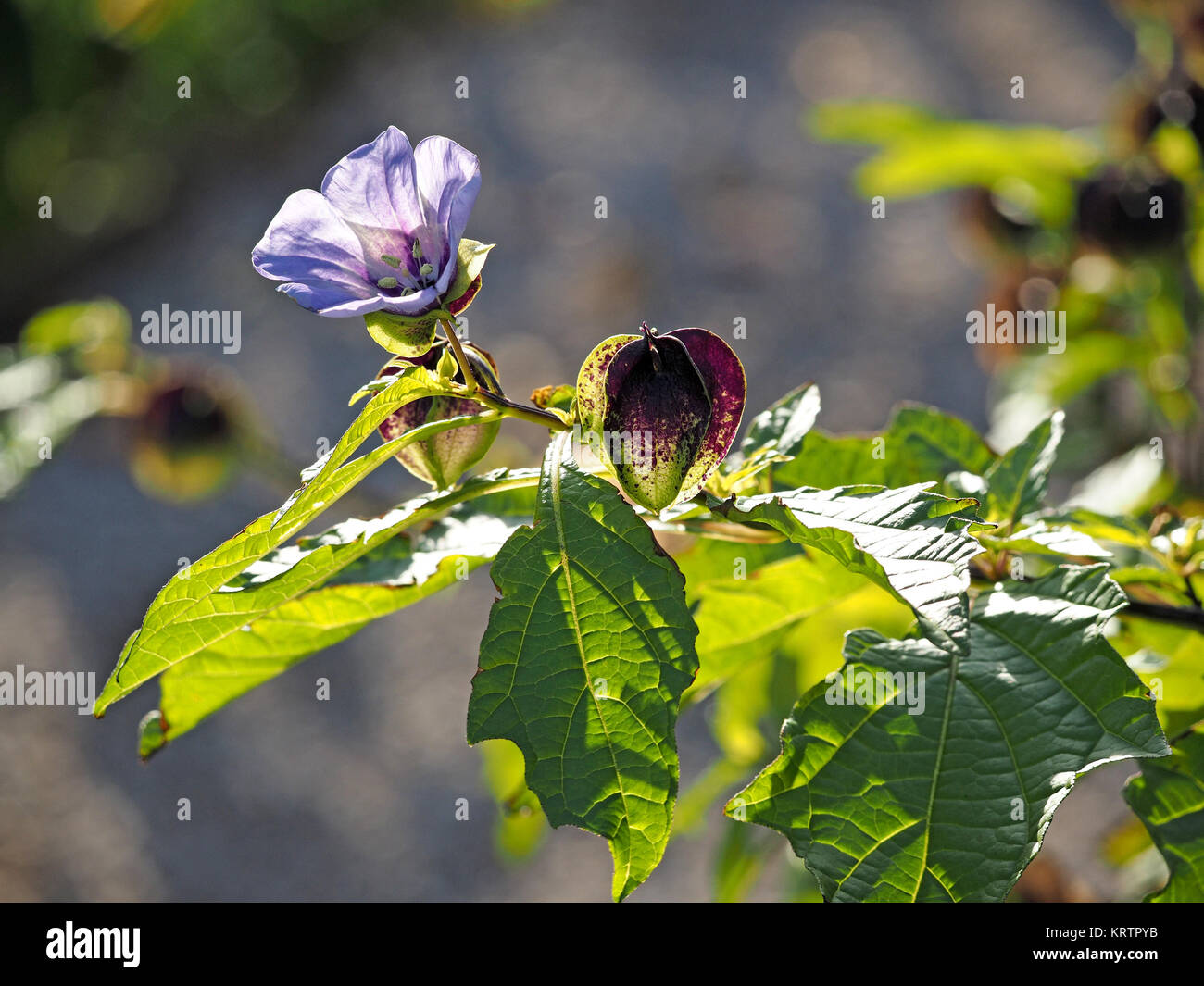 violet blue flower of Apple-of-Peru (Nicandra physalodes) and sepals of un-opened flower bud which taper to a 5-flanged point in Cumbria, England, Stock Photo