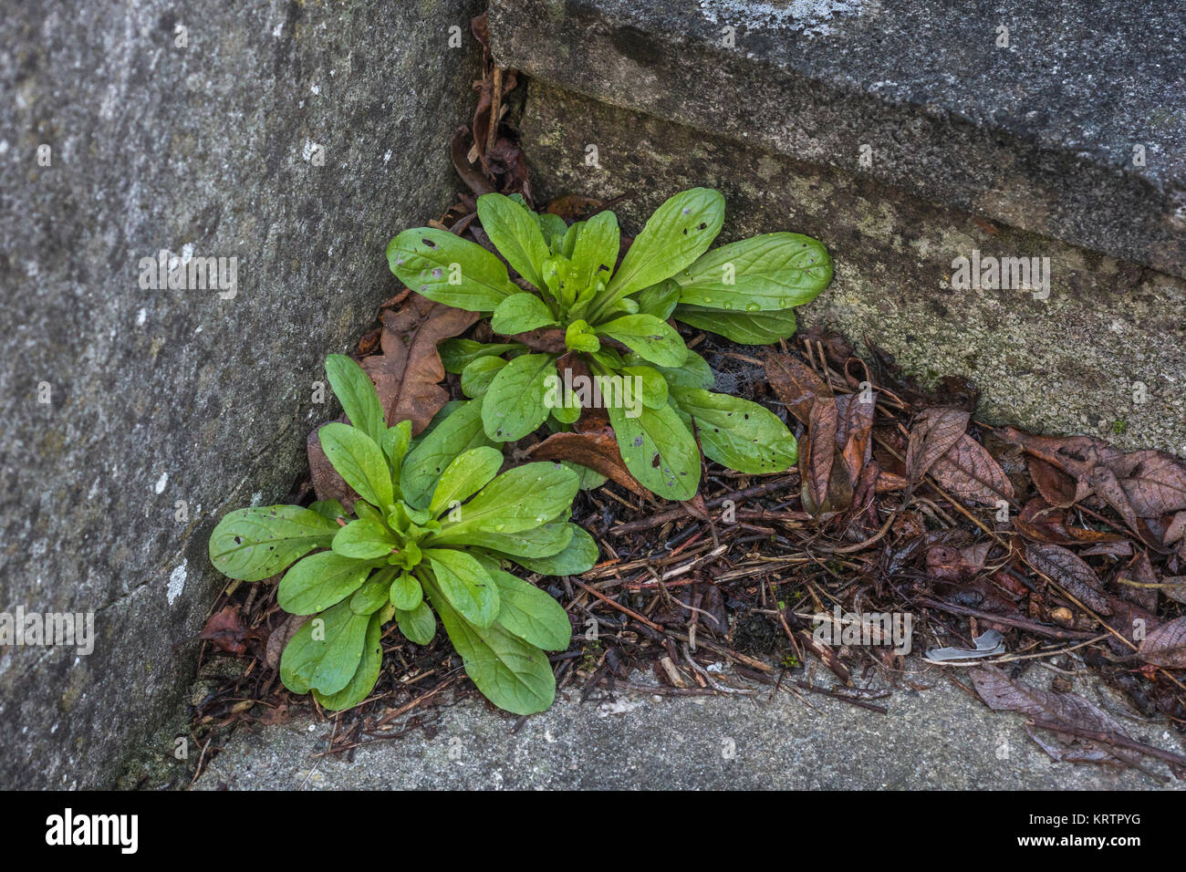 Two small preflowering Lamb's Lettuce plants. To some a garden weed