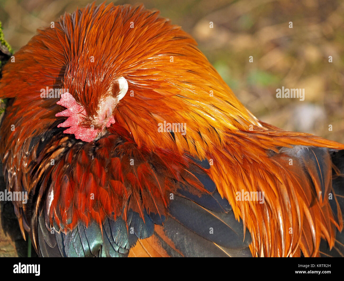 fine feathers of preening Single comb brown leghorn cockerel an old breed make almost abstract pattern in Cumbria, England, UK Stock Photo