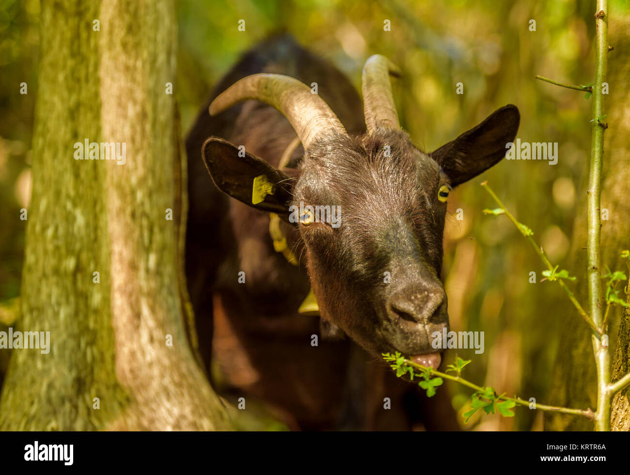 Domestic goat eating leaves Stock Photo Alamy