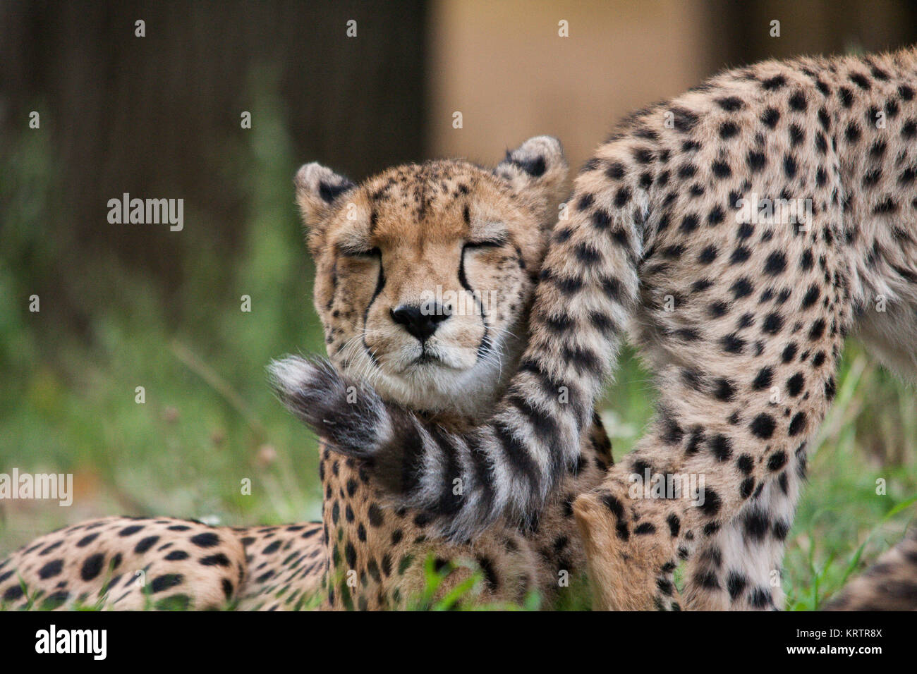 the cheetah offspring puts his chin on the tail of one of her siblings ...