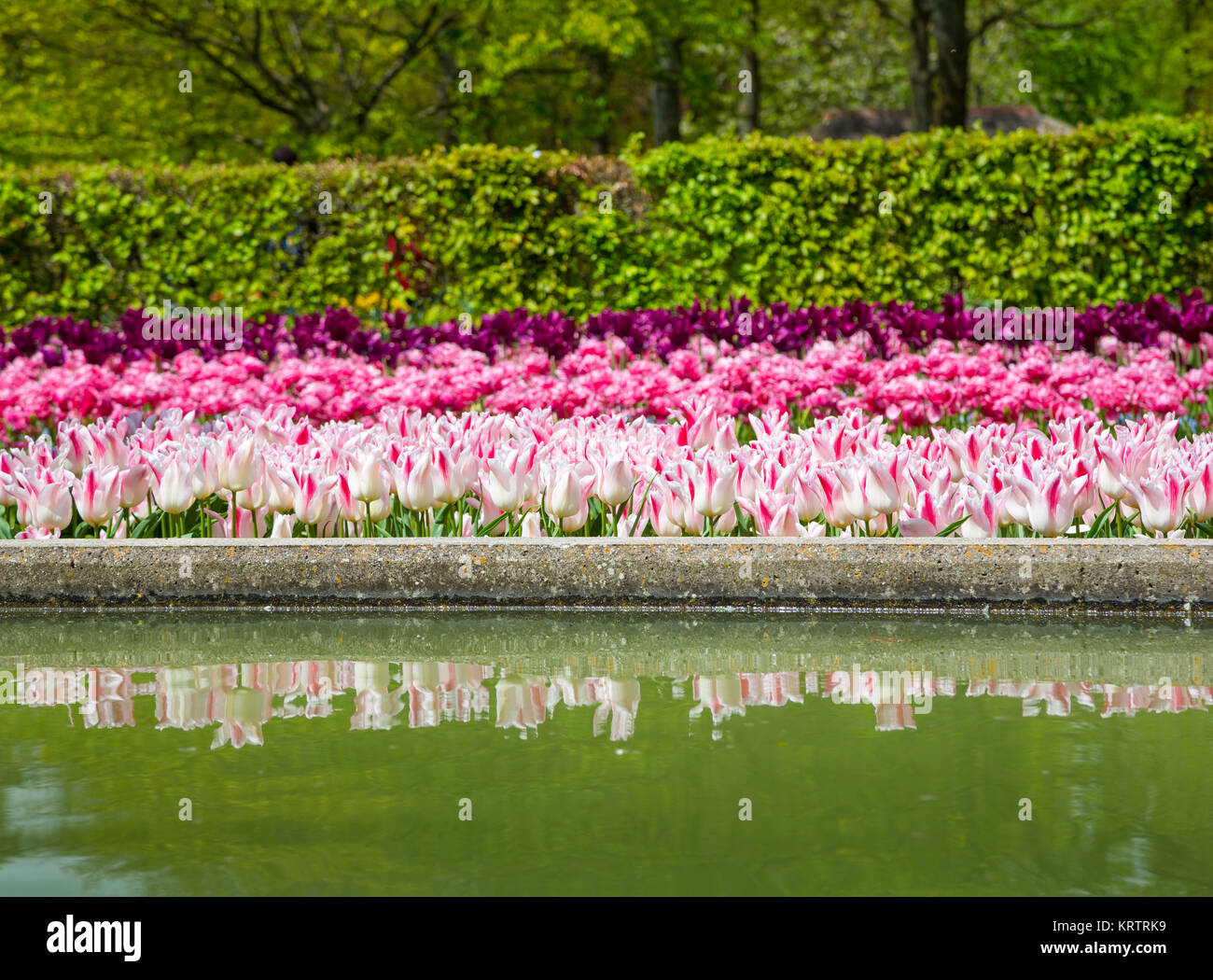 Colorful tulips in the Keukenhof garden, Holland Stock Photo - Alamy