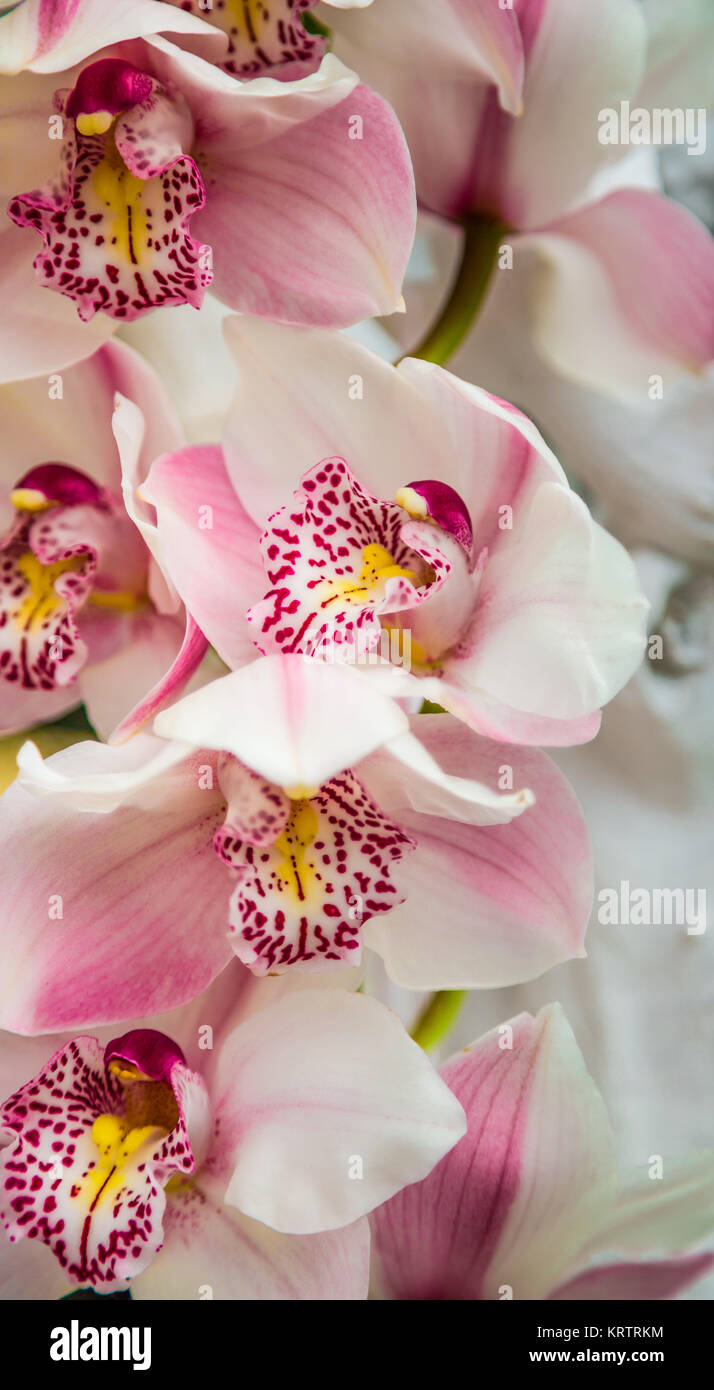 White Orchid Flowers close up Stock Photo