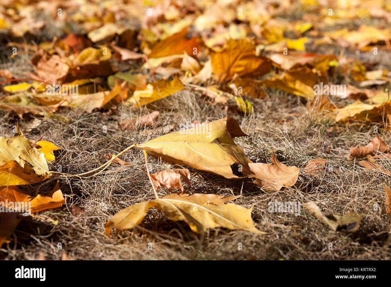 yellowing leaves on the trees Stock Photo Alamy