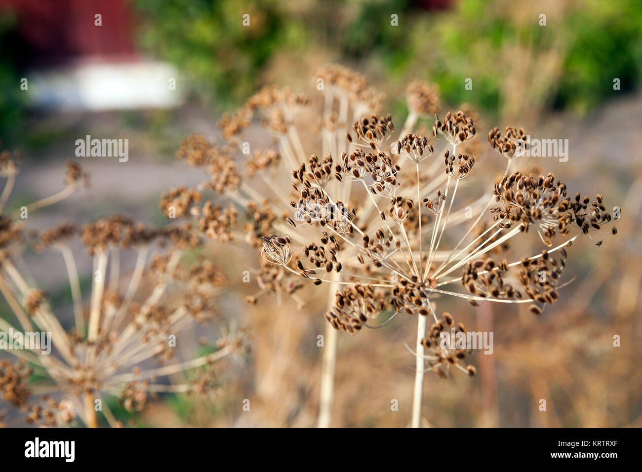 mature dill closeup Stock Photo Alamy