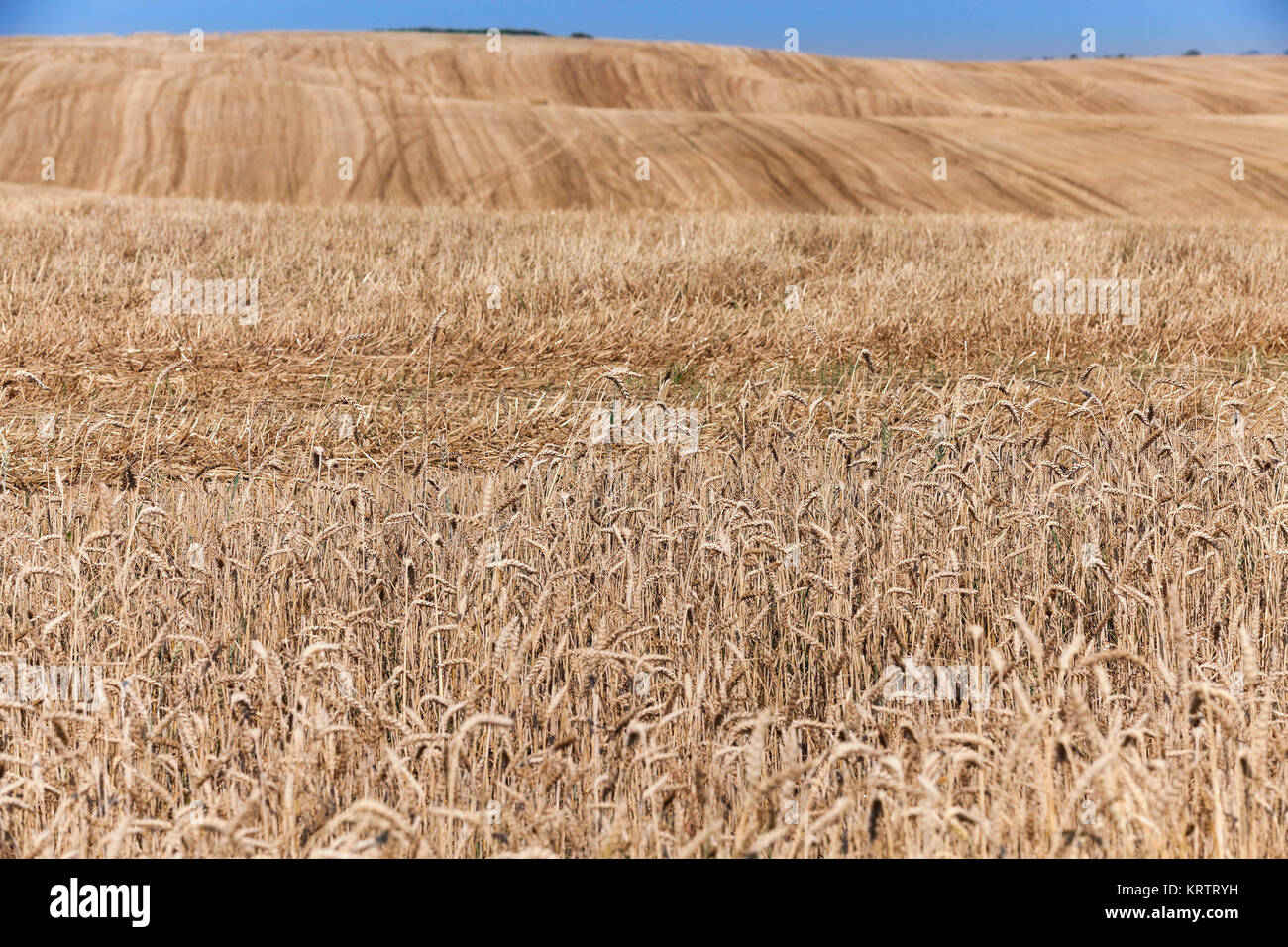 Field after harvest Stock Photo - Alamy