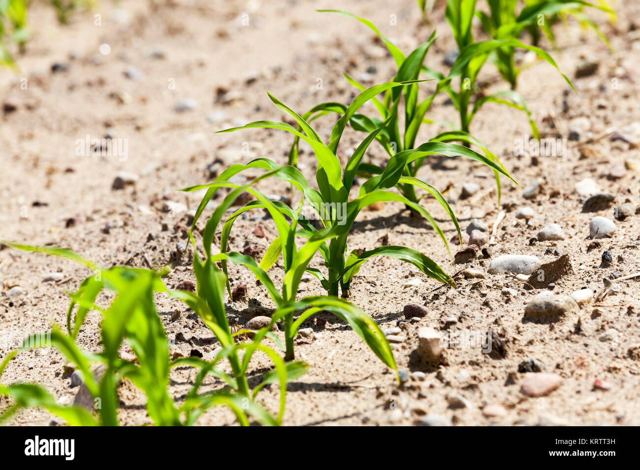 Young sweet corn plants hi-res stock photography and images - Alamy