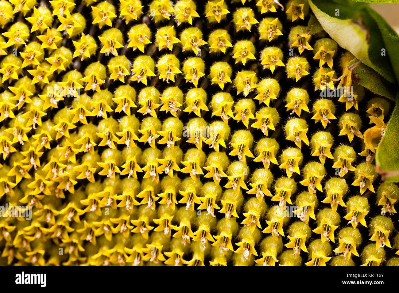 corolla Sun flower Stock Photo Alamy