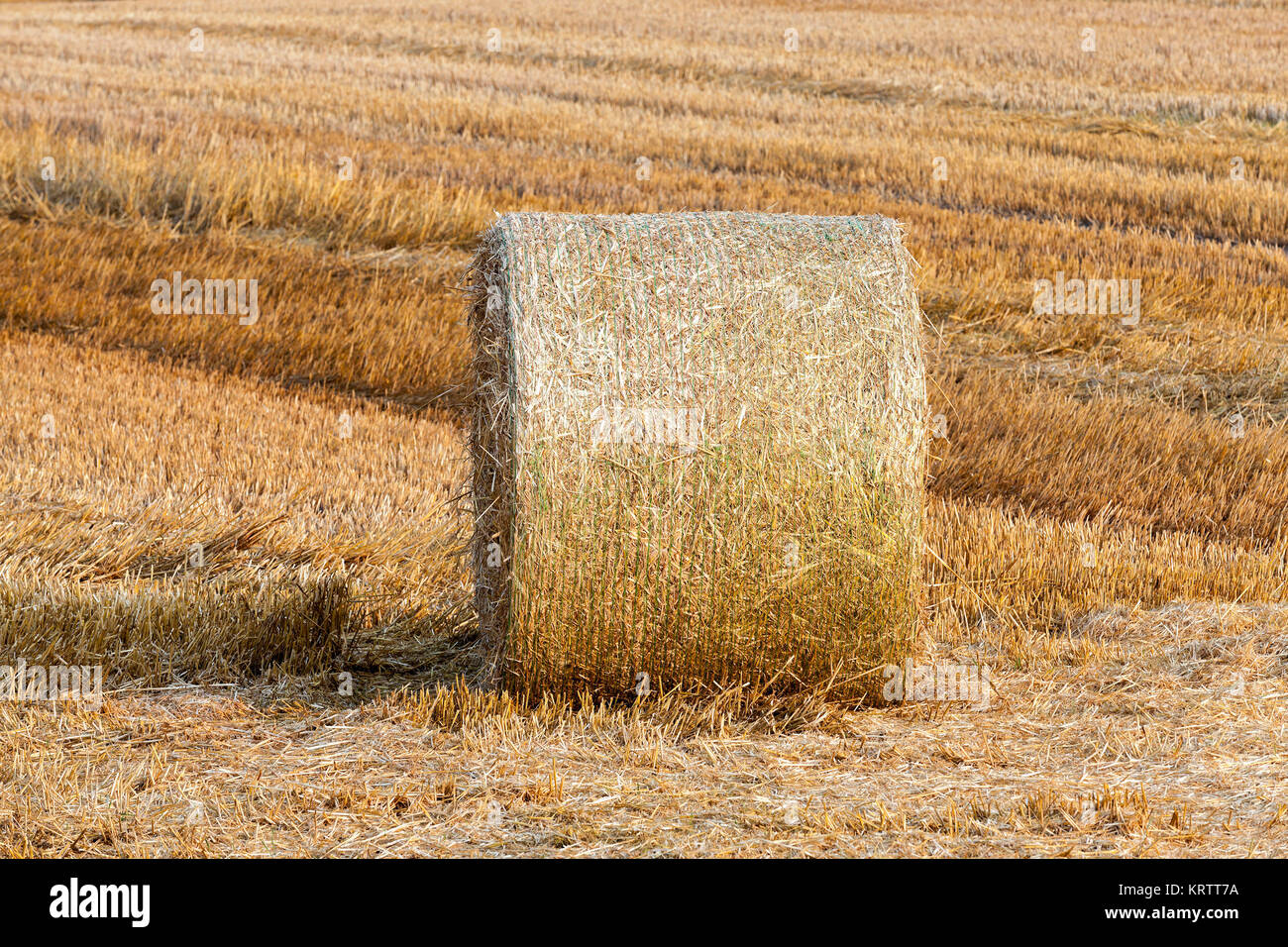 haystacks in a field of straw Stock Photo - Alamy