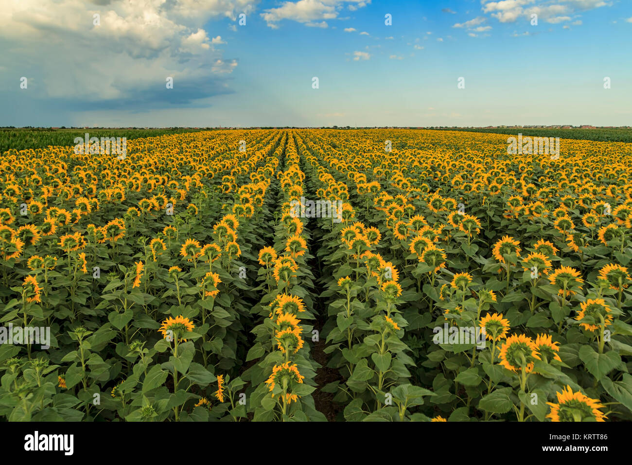 Sunflowers field before storm Stock Photo - Alamy