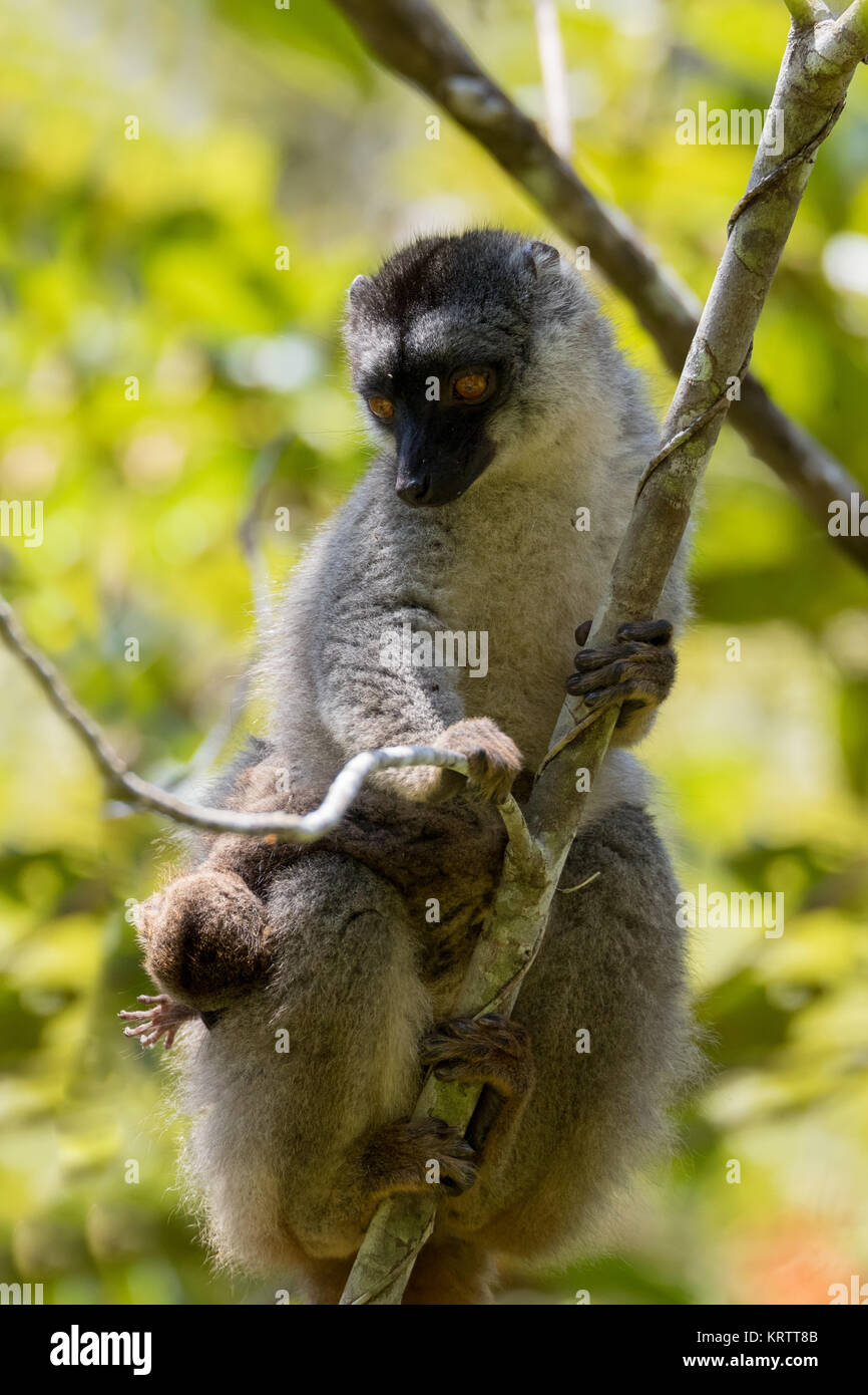 Common brown lemur with baby on back Stock Photo