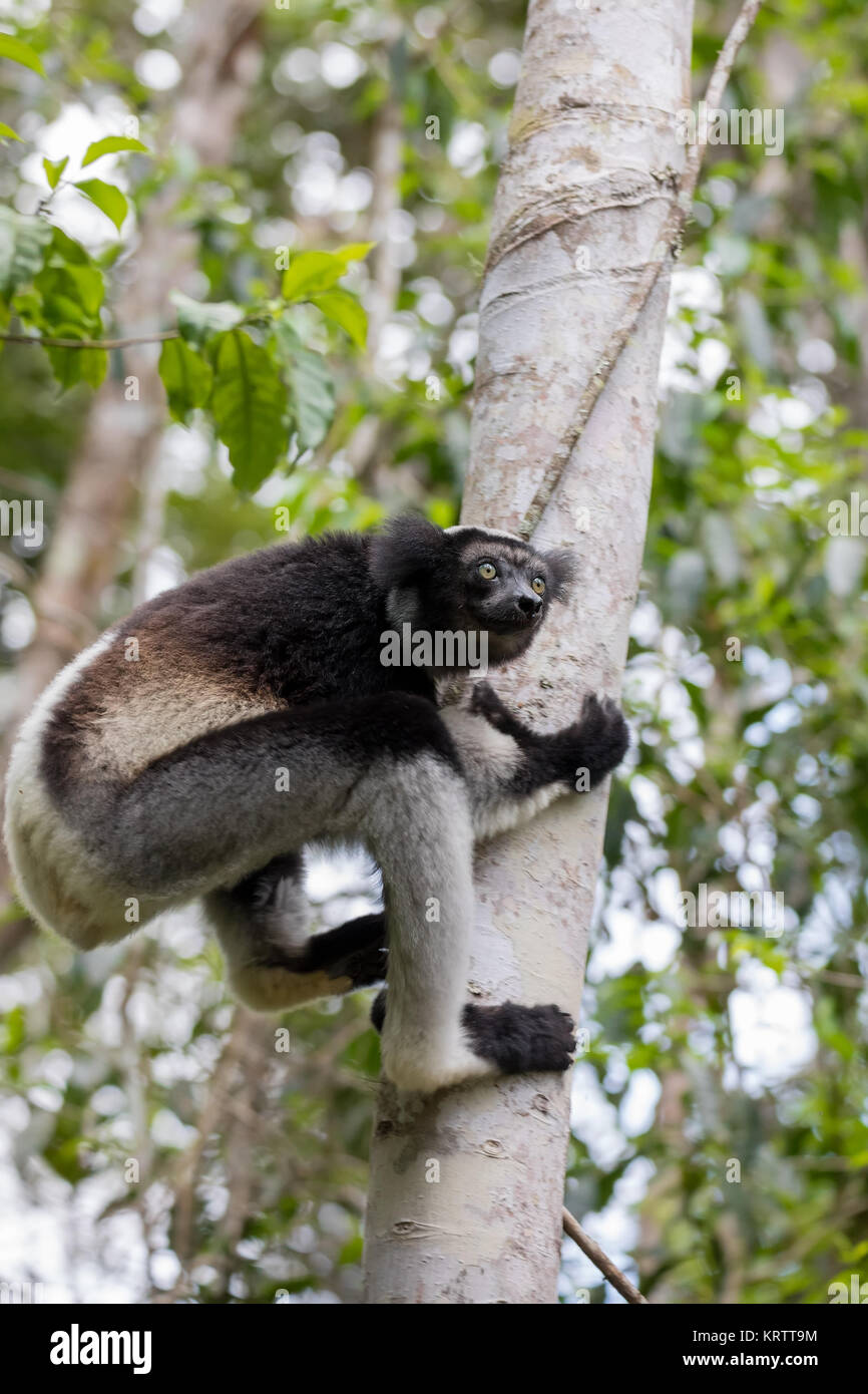 Black And White Lemur Indri On Tree Stock Photo - Alamy