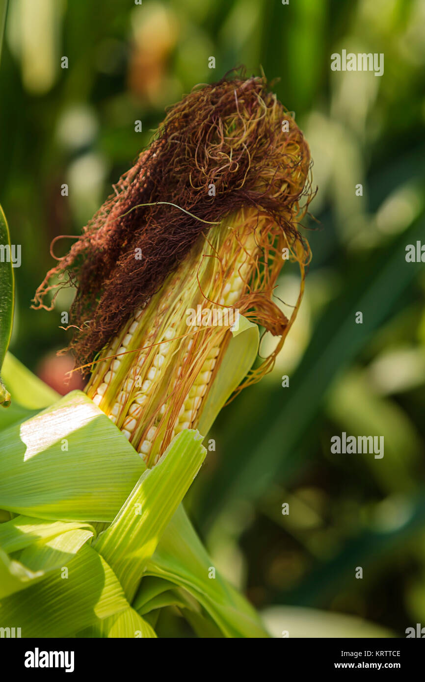 Corn Ear on the stalk in field Stock Photo Alamy