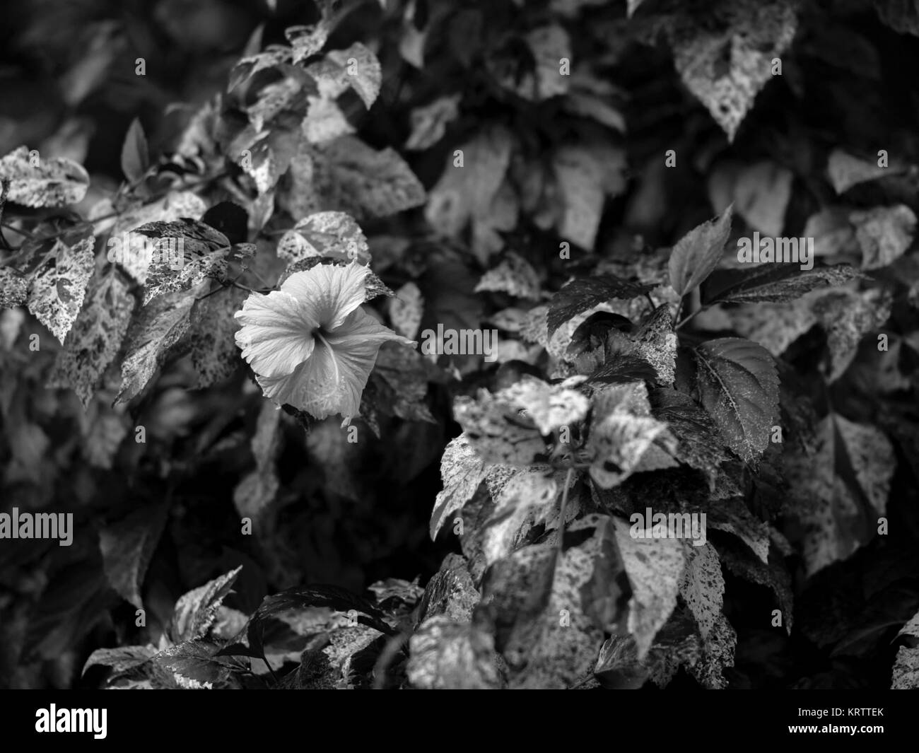 HIBISCUS Stock Photo