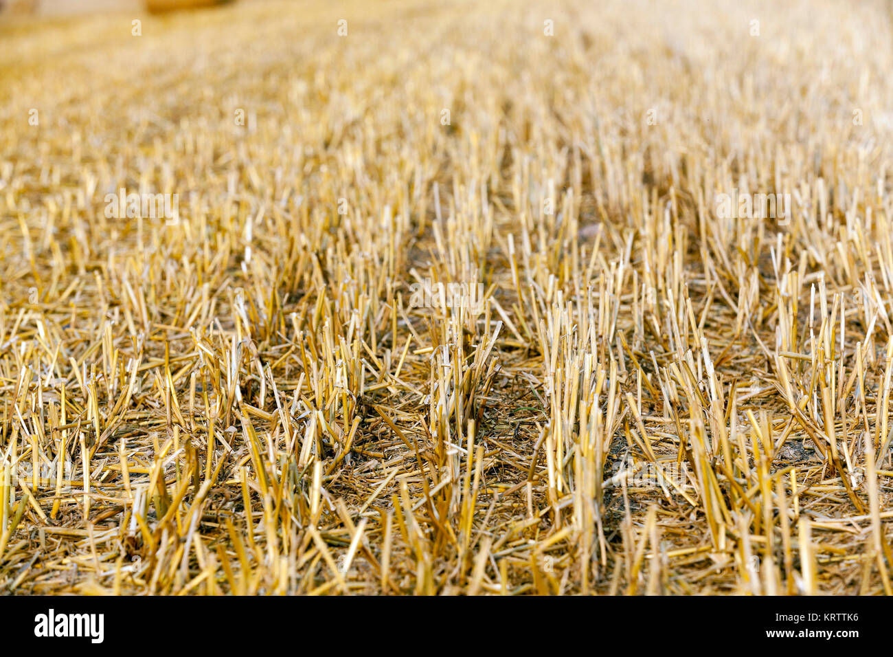 cereal farming field Stock Photo Alamy