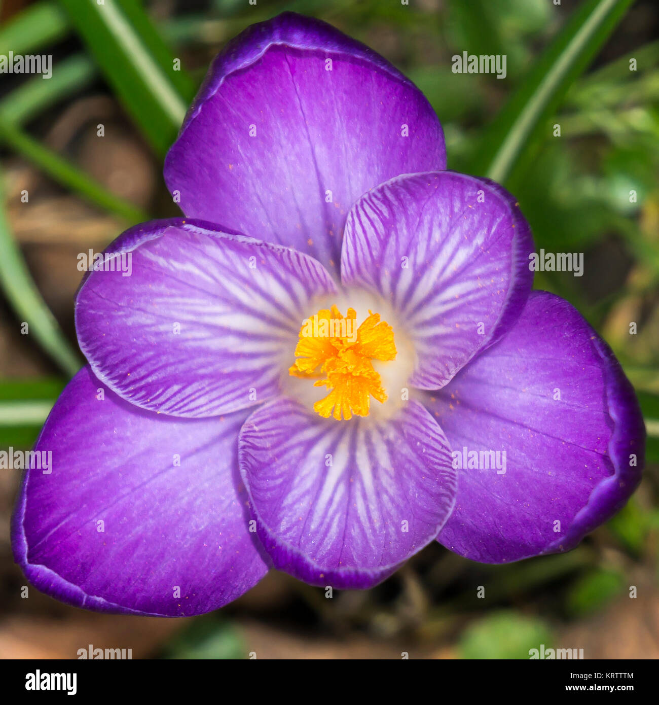 violet crocus Stock Photo