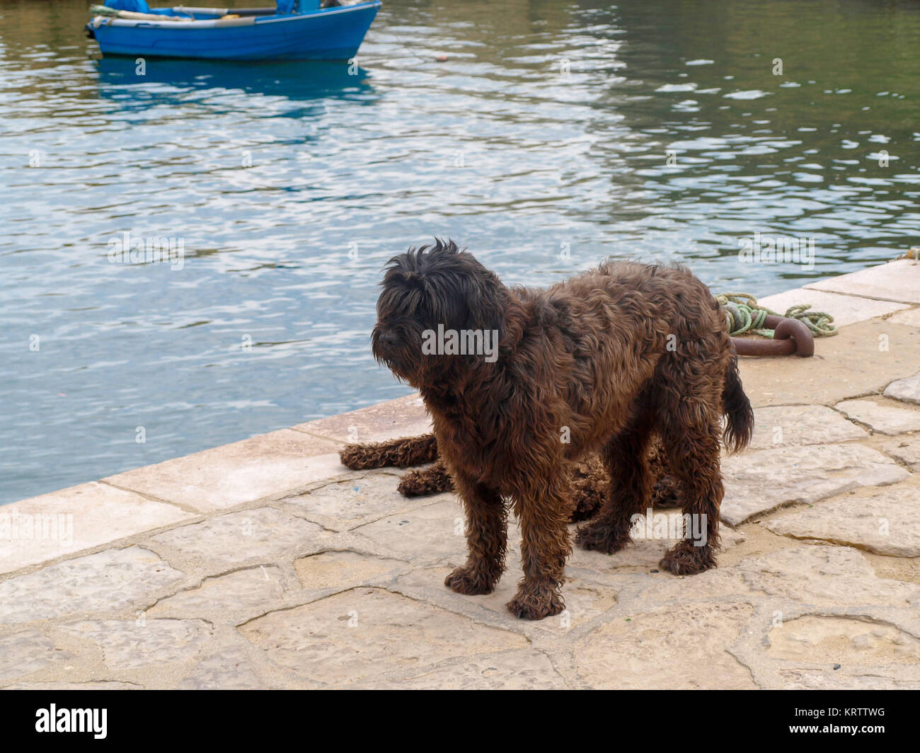 Portuguese water dog in the harbor of Lagos in the Algarve region in southern Portugal Stock Photo