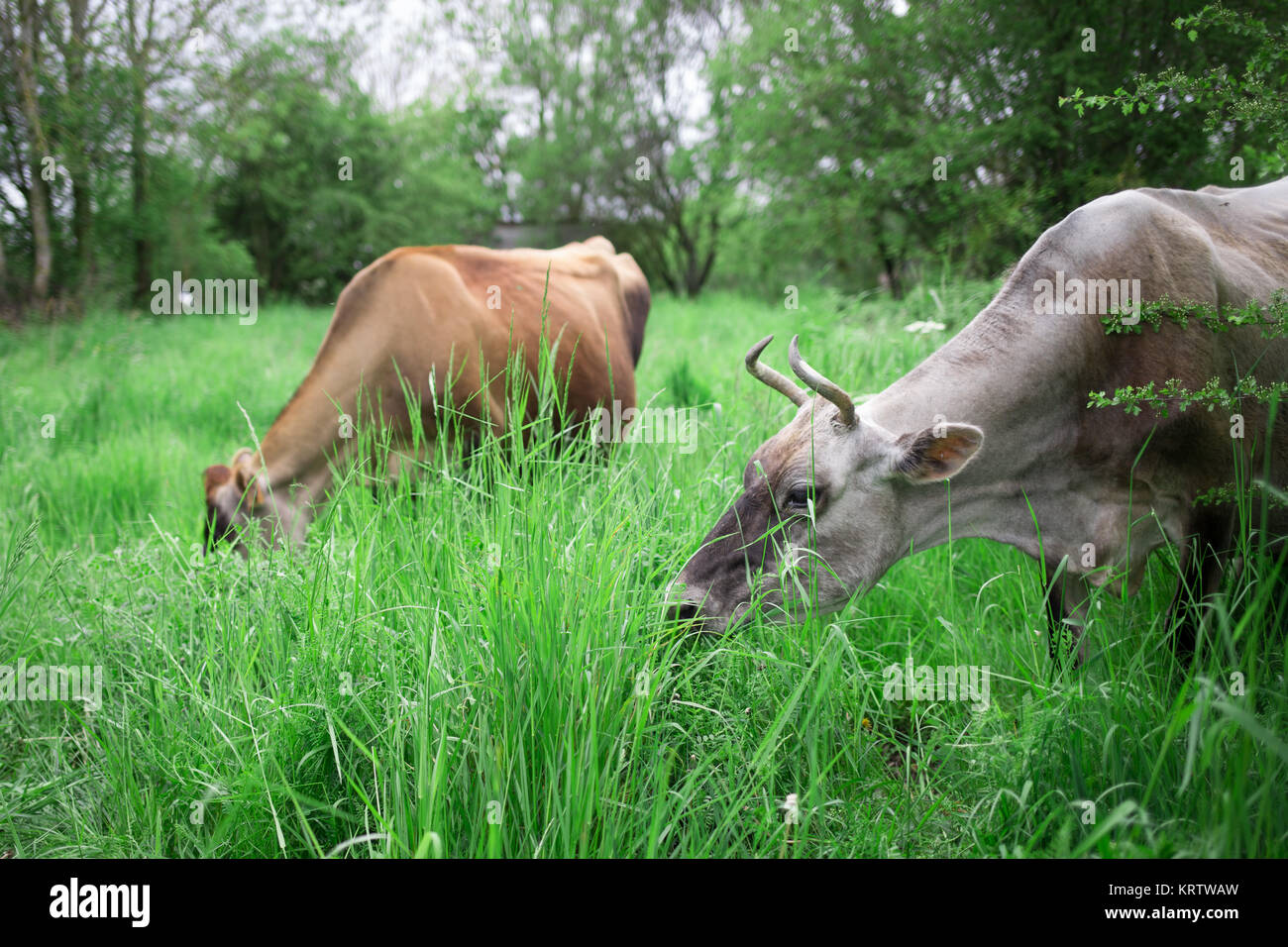 Authentic cows are grazing in a meadow in the countryside Stock Photo ...