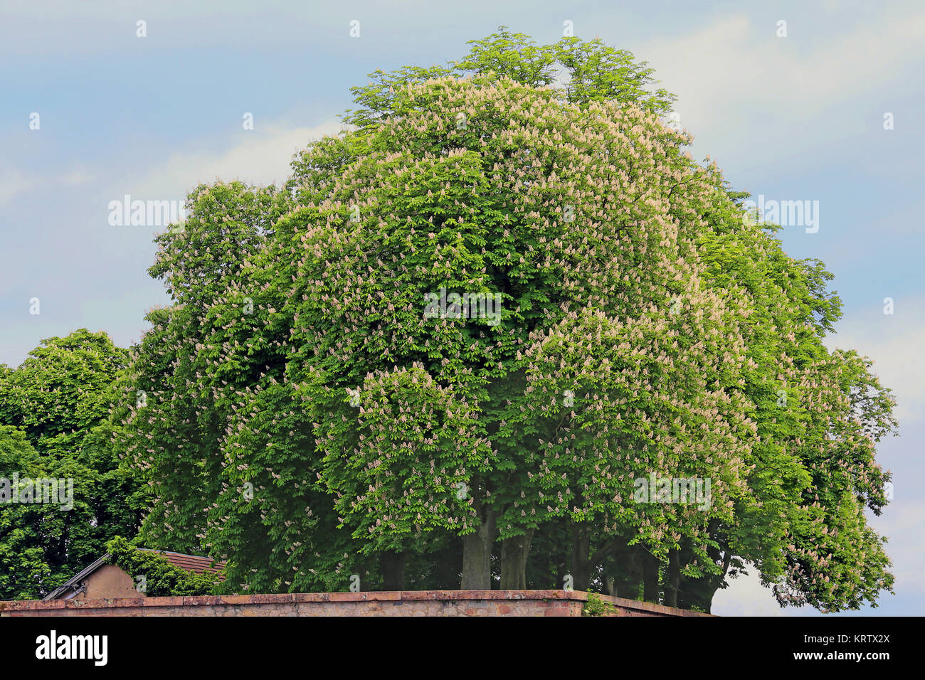 Big horse chestnut tree hi-res stock photography and images - Alamy